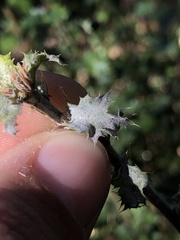 Cystotheca lanestris