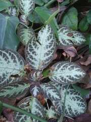 Episcia cupreata