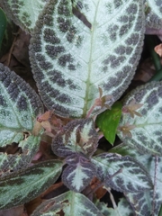 Episcia cupreata