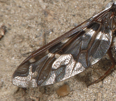 Exoprosopa caliptera