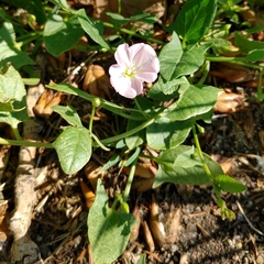 Convolvulus arvensis