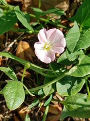 Convolvulus arvensis