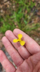 Xyris elliottii