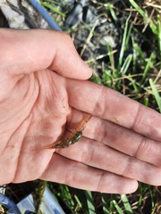 Palaemon kadiakensis