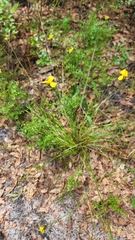 Xyris elliottii