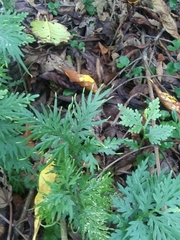 Selaginella plana