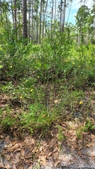 Xyris elliottii