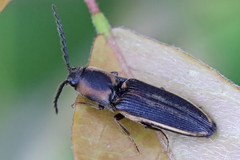 Megapenthes limbalis