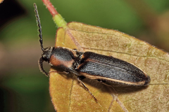 Megapenthes limbalis