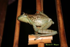 Trachycephalus dibernardoi