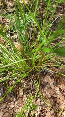 Xyris elliottii