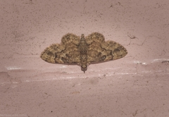 Gymnoscelis lophopus