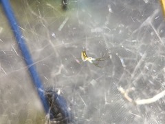 Mecynogea lemniscata
