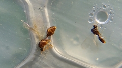 Solenopsis truncorum