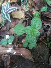 Pilea nummulariifolia
