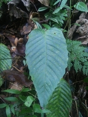 Hypoderris brownii
