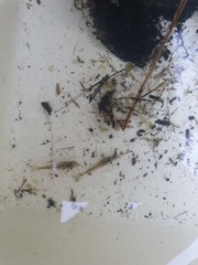 Paratya curvirostris