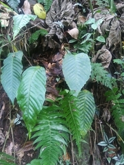 Hypoderris brownii