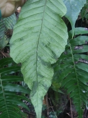Hypoderris brownii
