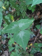 Desmodium wydlerianum