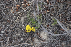 Harbouria trachypleura