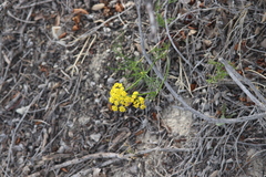 Harbouria trachypleura