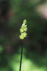 Carex cephaloidea