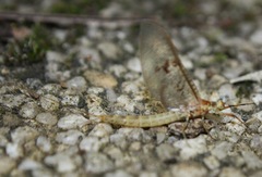 Ephemera glaucops