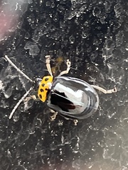 Morphosphaera japonica