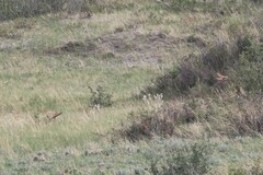 Toxostoma rufum longicauda