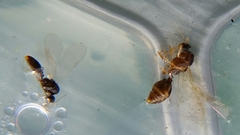 Solenopsis truncorum