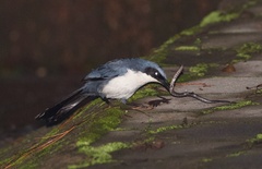 Melanotis hypoleucus