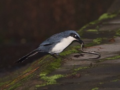 Melanotis hypoleucus