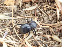 Tenebrionidae
