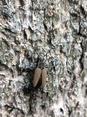 Brachyleptura