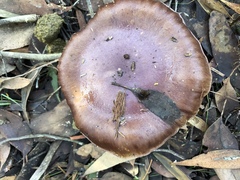 Cortinarius archeri image