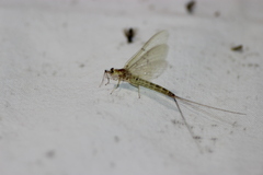Ephemera lineata