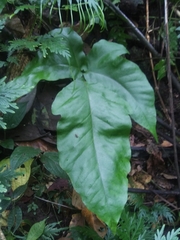 Tectaria heracleifolia