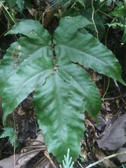 Tectaria heracleifolia