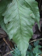 Tectaria heracleifolia