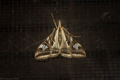 Agrioglypta excelsalis