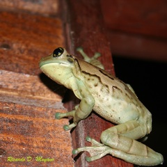 Trachycephalus dibernardoi