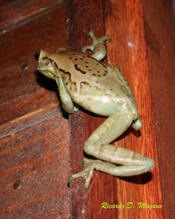 Trachycephalus dibernardoi