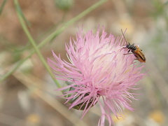 Oedemera