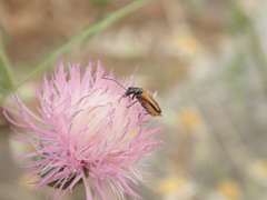 Oedemera