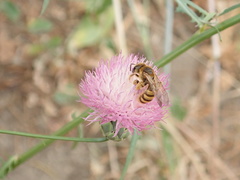 Halictus