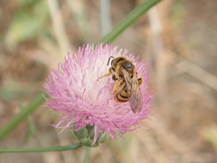 Halictus