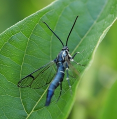 Synanthedon pictipes