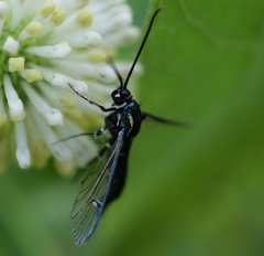 Synanthedon pictipes