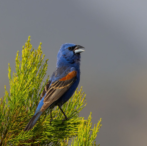 Blue Grosbeak, photo 6 of 10
